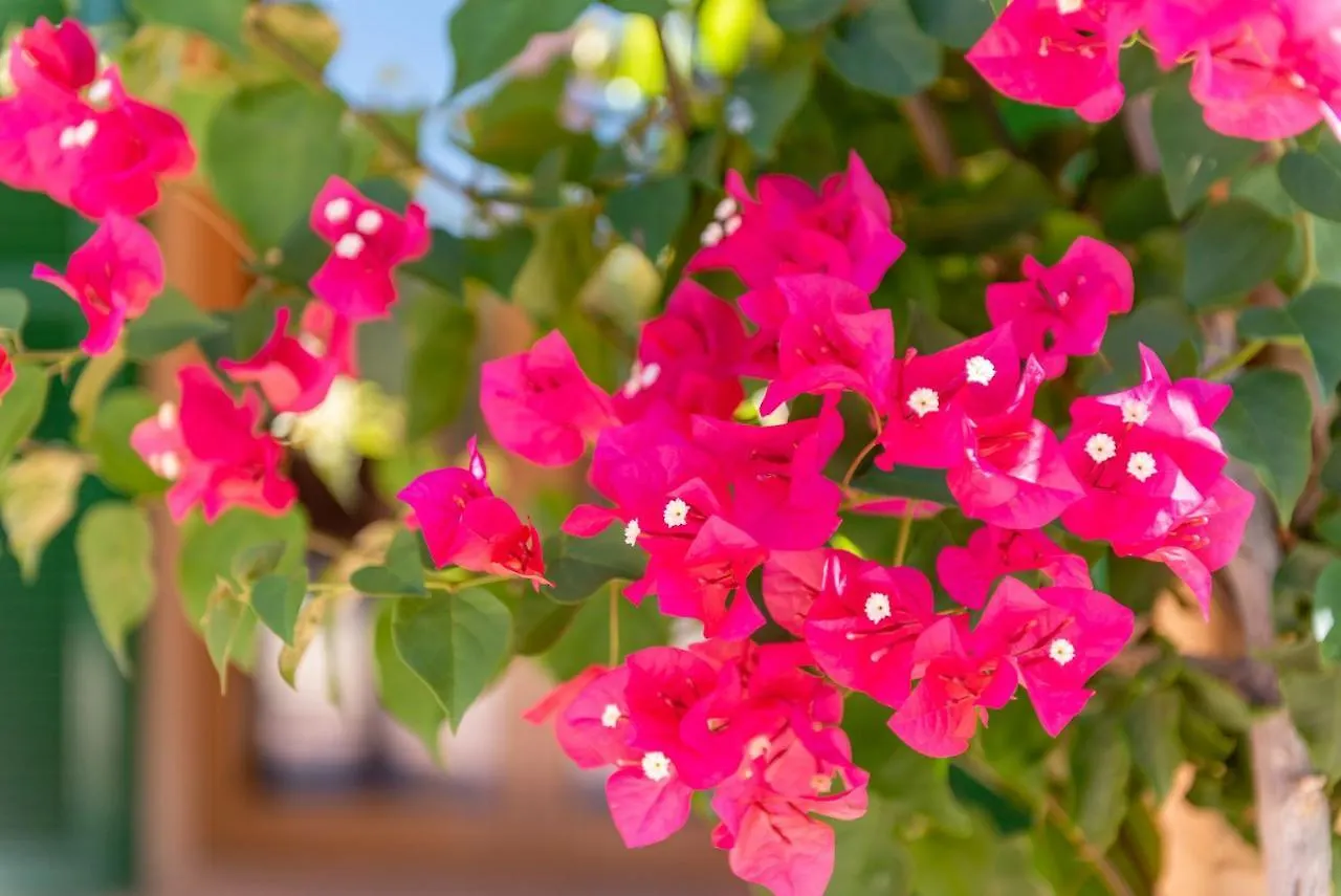 Holiday home Els Girasols Winter Villa Campos